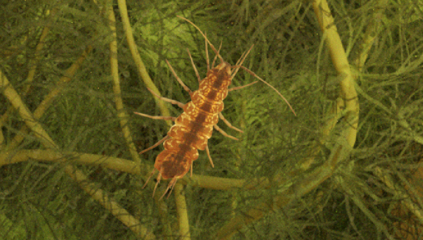 Illustration of a water hoglouse