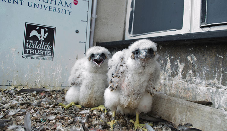 Two peregrine falcon chicks in their nest on a ledge of a Nottingham Trent University building
