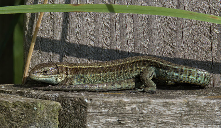 A common lizard resting on a wooden plank