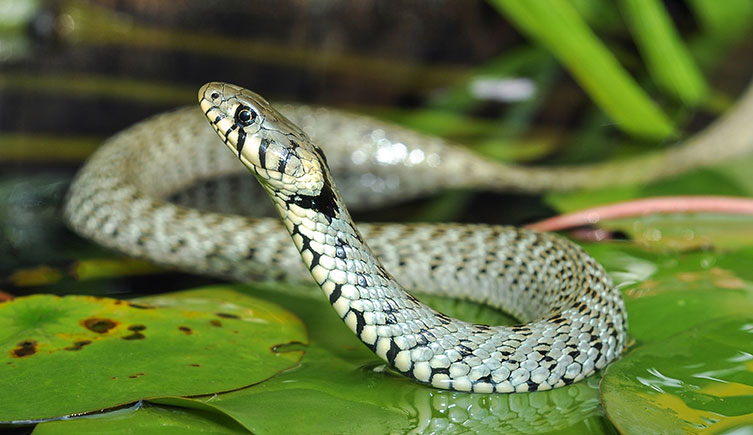 A barred grass snake resting on leaves in a pond