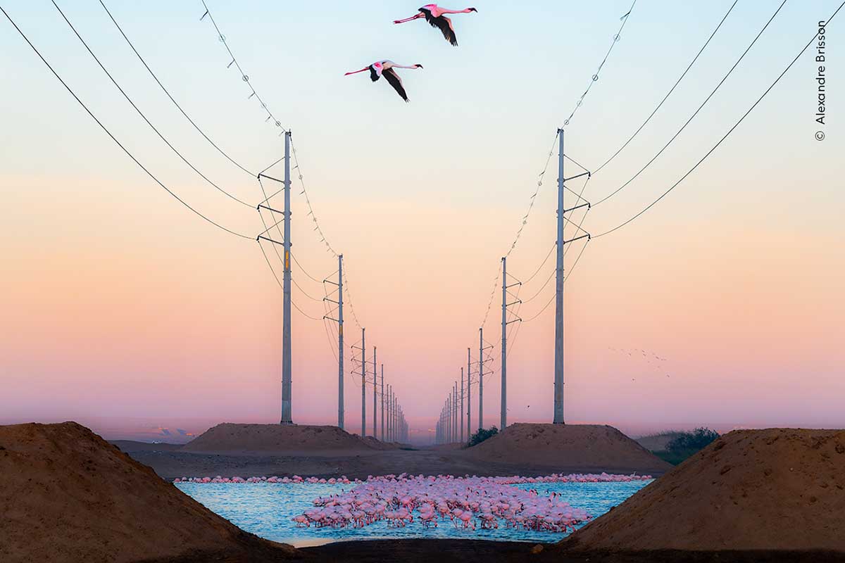 Against a gradient pink sky, a flock of bright pink flamingos gather in a blue pool of water, with two parallel rows of power lines stretching into the distance