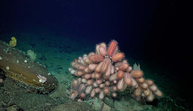 A mound of oblong sea urchins on an undersea reef.