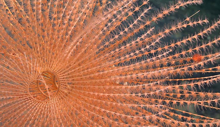 An orange coral with many branches reaching out of its centre.