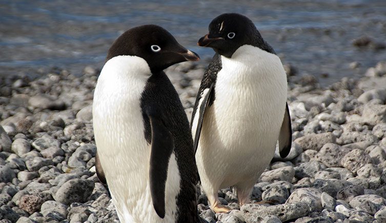 Two Adélie penguins on a rocky shoreline
