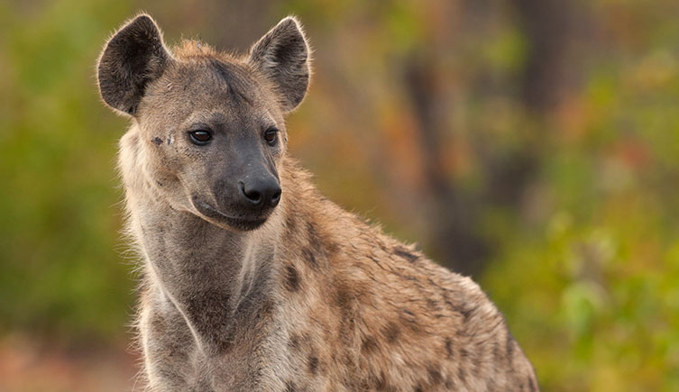 A spotted hyena