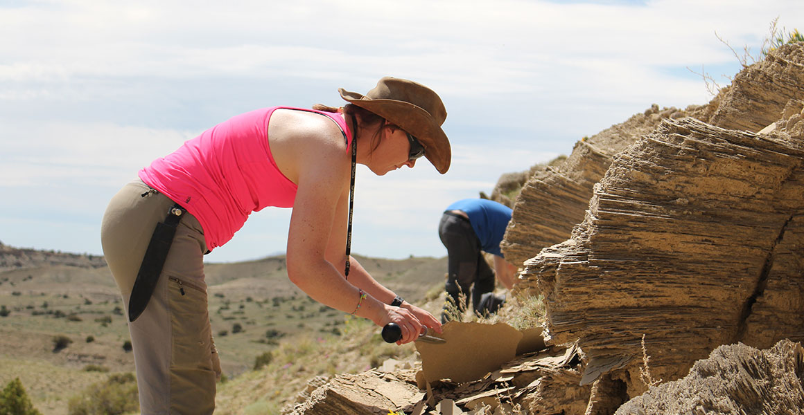 Dr Susie Maidment using a bayonet to lift paper shale at the Sundance Formation