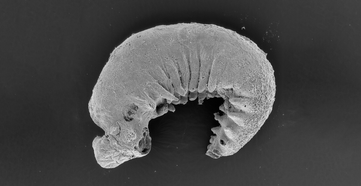 A microscopic image of the worm-like larva