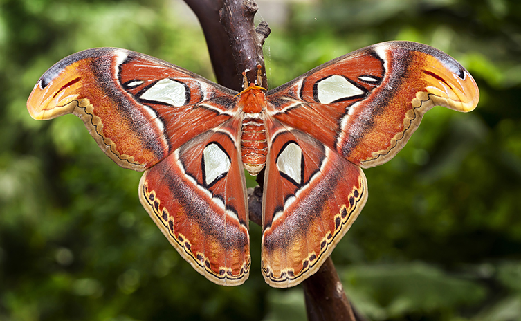 An adult atlas moth