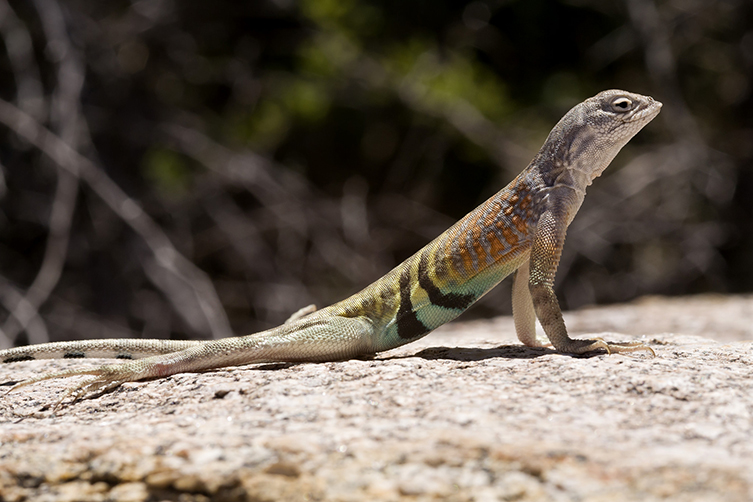 A greater earless lizard on a rock