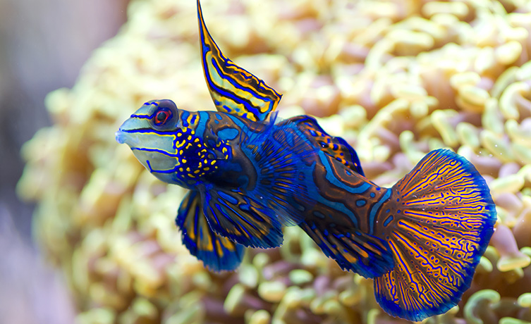 A bright blue mandarin fish 