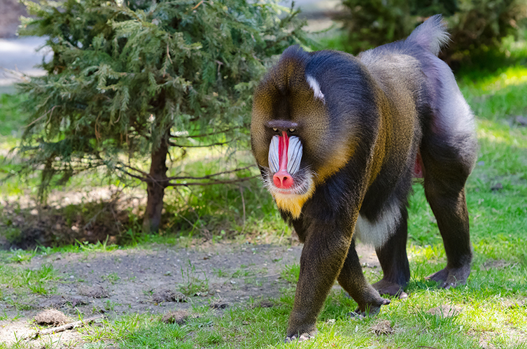 Mandrill walking in a forest