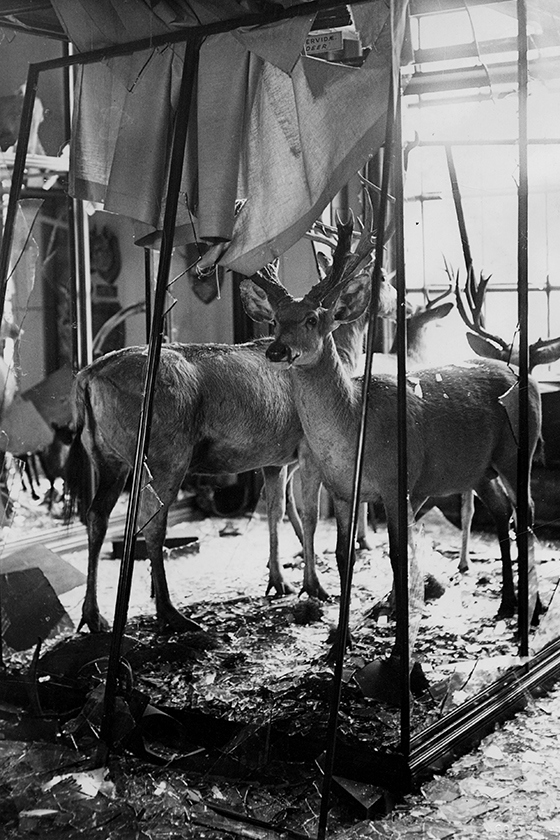 Photo of damage to display cases during World War 2