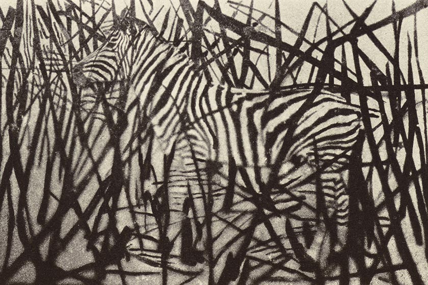 A teaching aid from World War 1 showing a zebra camouflaged in reeds