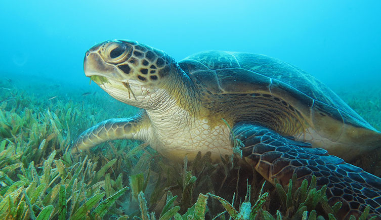 A green sea turtle swimming just above a seagrass bed.