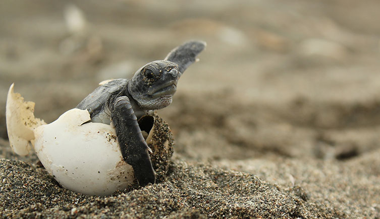 A tiny baby sea turtle emerges from an egg