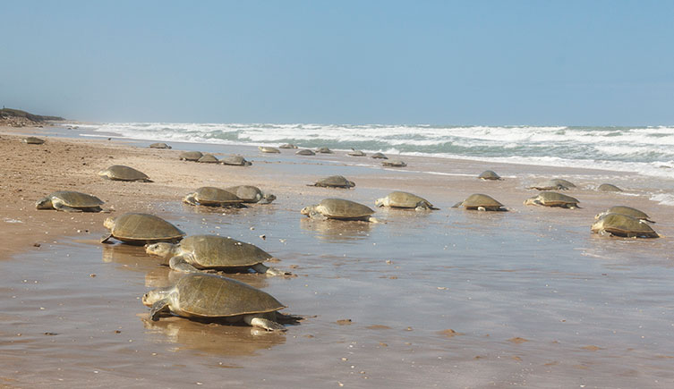 Many Kemp's ridley sea turtles climbing out of the ocean and up a beach