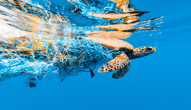 A sea turtle entangled in fishing gear