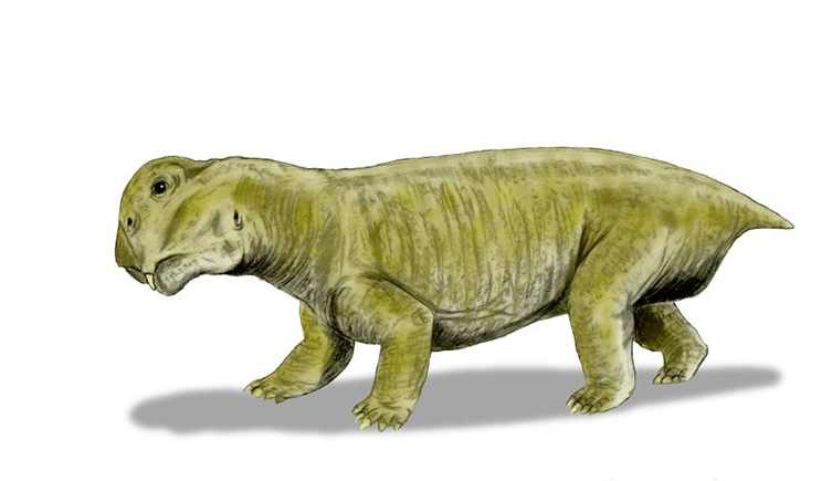 An artist's impression of what Lystrosaurus looked like