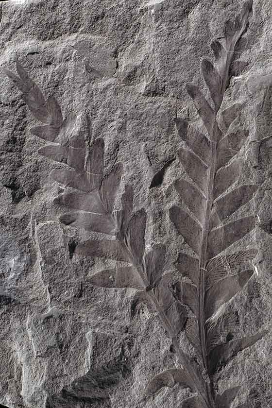 Fossil seed fern dating to the Triassic Period