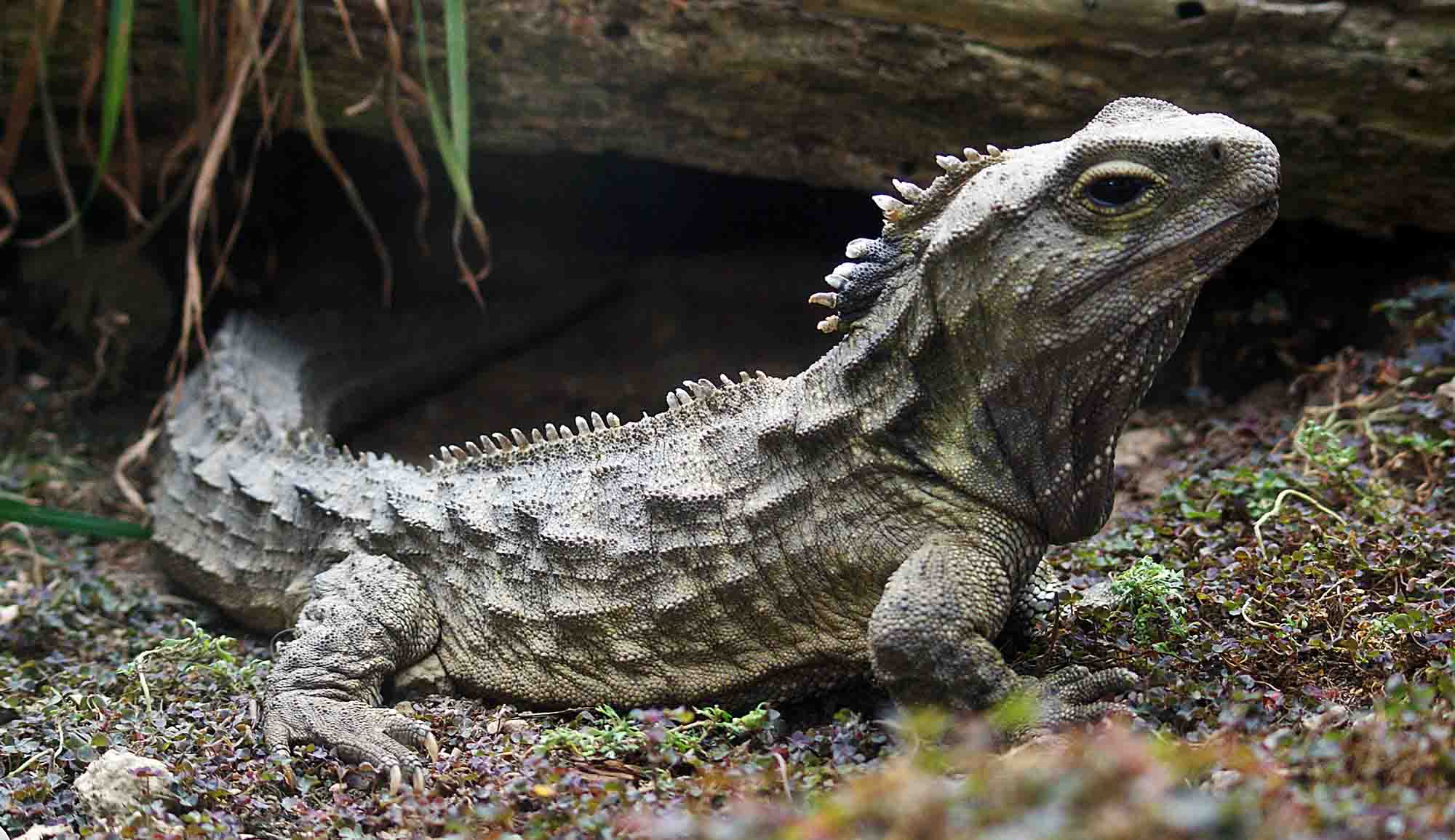 Modern tuatara
