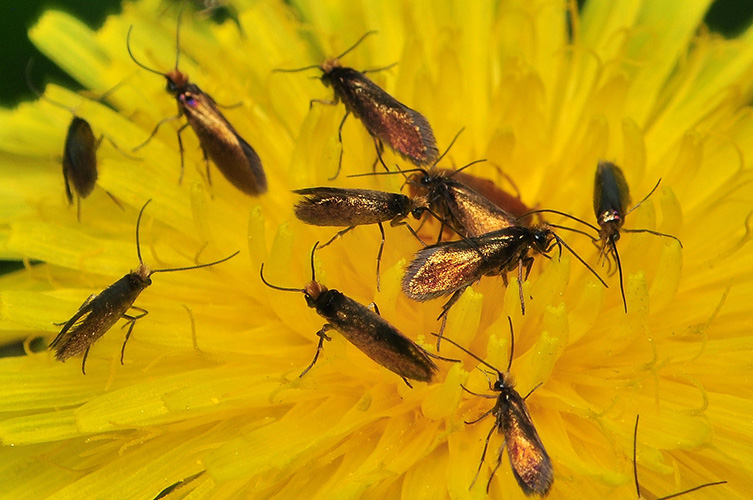 Several mini moths on a yellow flower