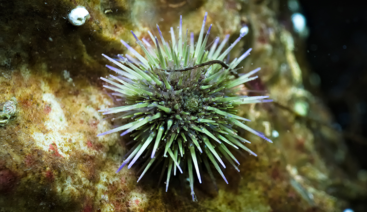 A green sea urchin with purple-tipped spines