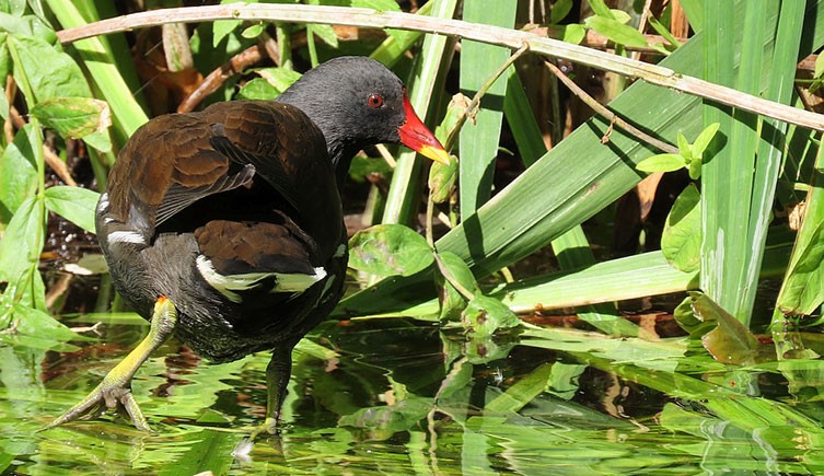 A brown-black bird with a red beak tipped with yellow and bright yellow-green legs walks through a shallow pond. 