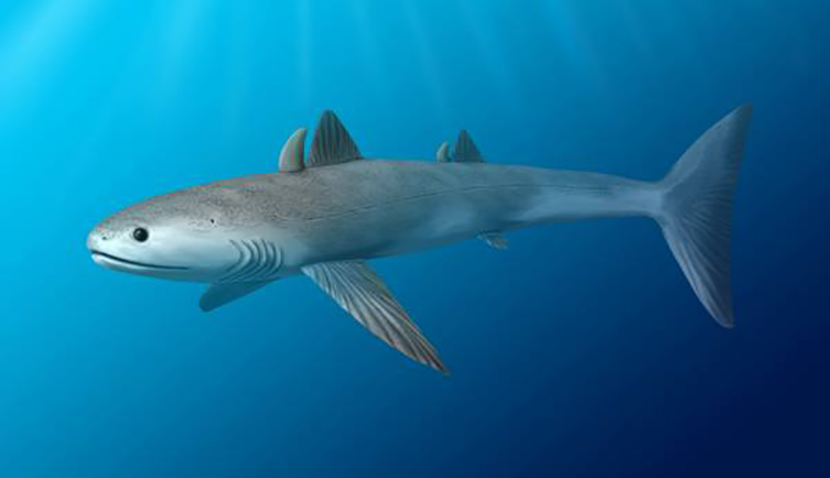 Palaeoart of an extinct Cladoselache shark.