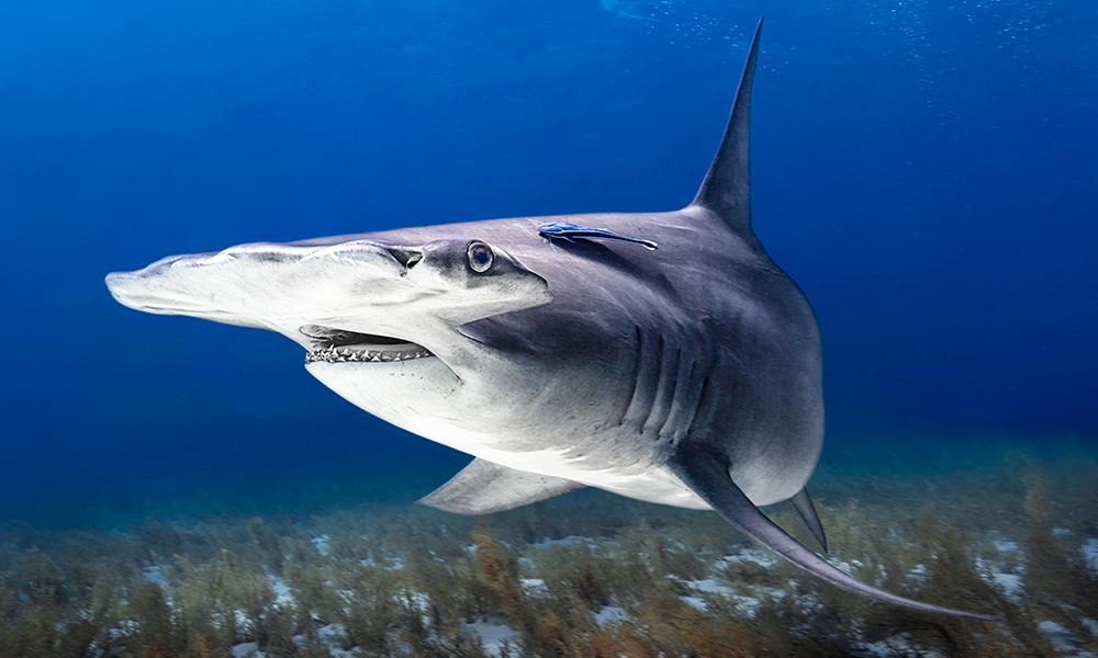 hammerhead shark swims with mouth open