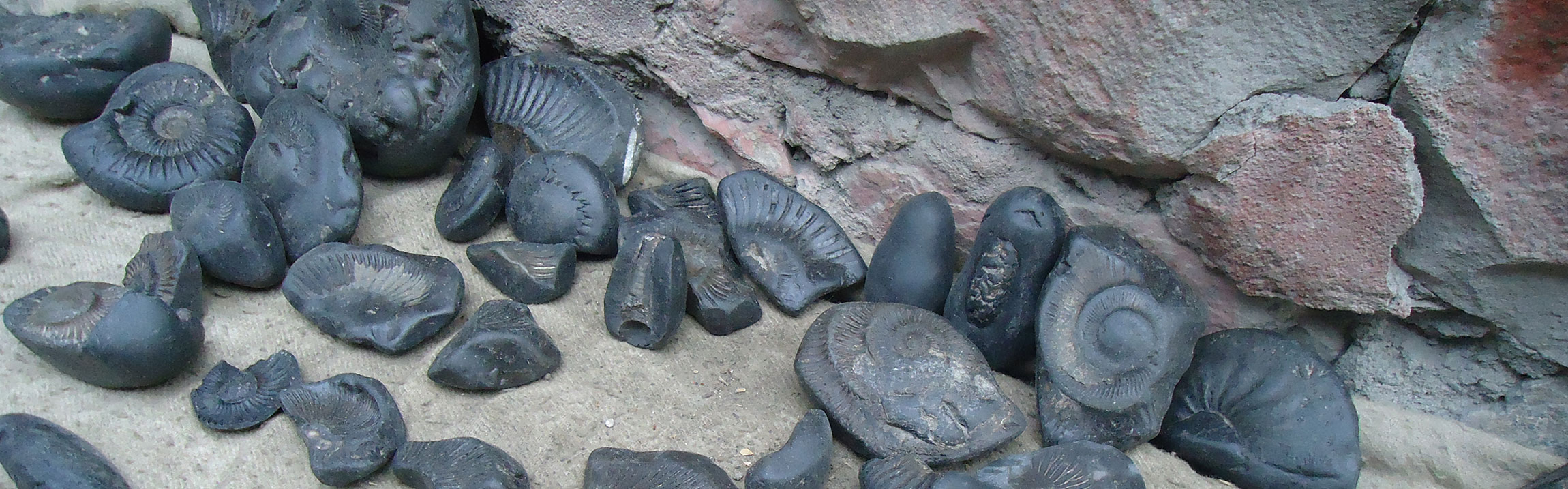 A collection of black ammonite fossil fragments - saligrams - displayed on a ledge