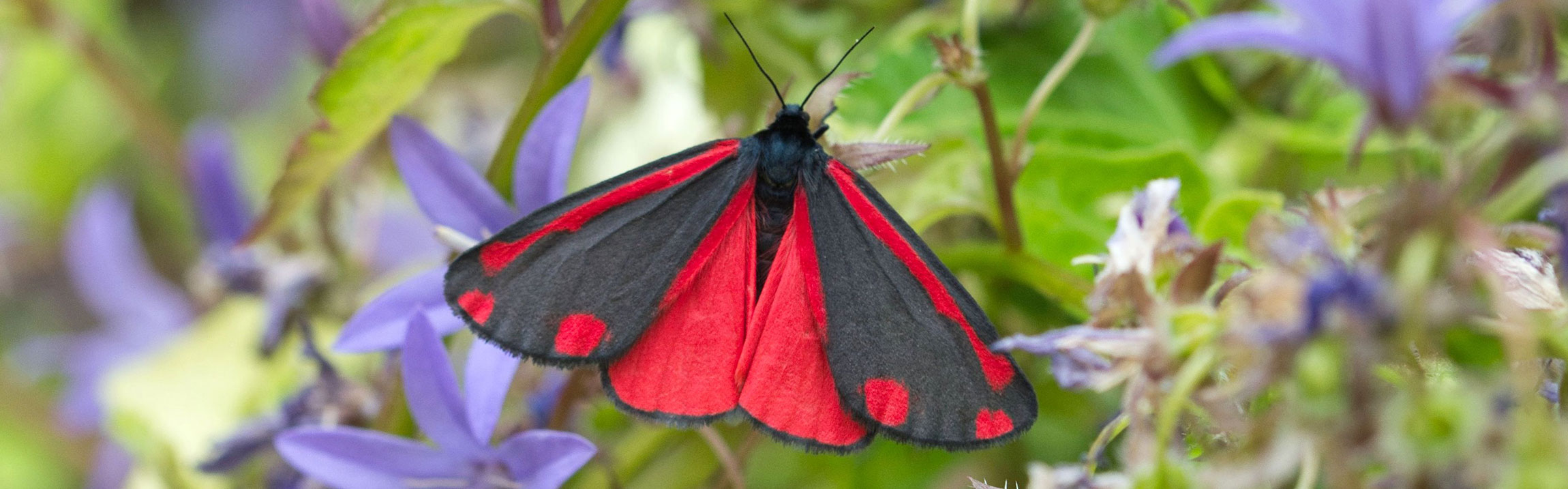 Red and black cinnabar moth with its wings open on a flowering plant