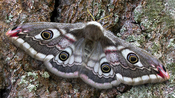 Female emperor moth with its wings open to reveal eye-spots