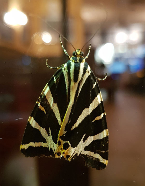 Jersey tiger moth with closed wings on a window