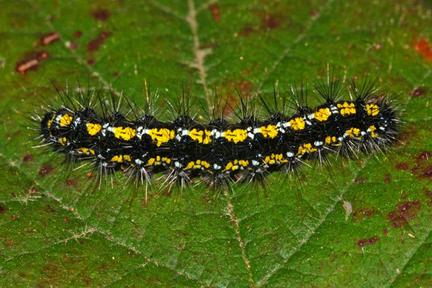 Black, yellow and white caterpillar of a scarlet tiger moth