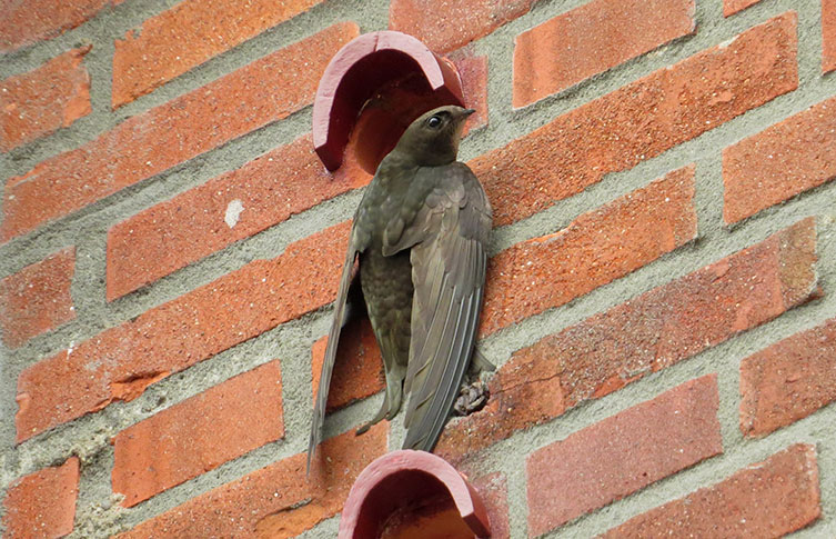 A swift clinging to a brick wall, just below a hole in the wall that has a little rain covering
