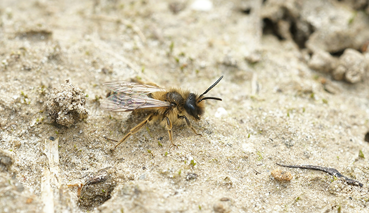 A bee walks over some sand
