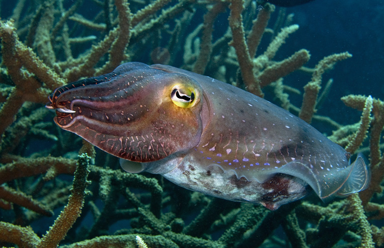 Broadclub cuttlefish, Sepia latimanus