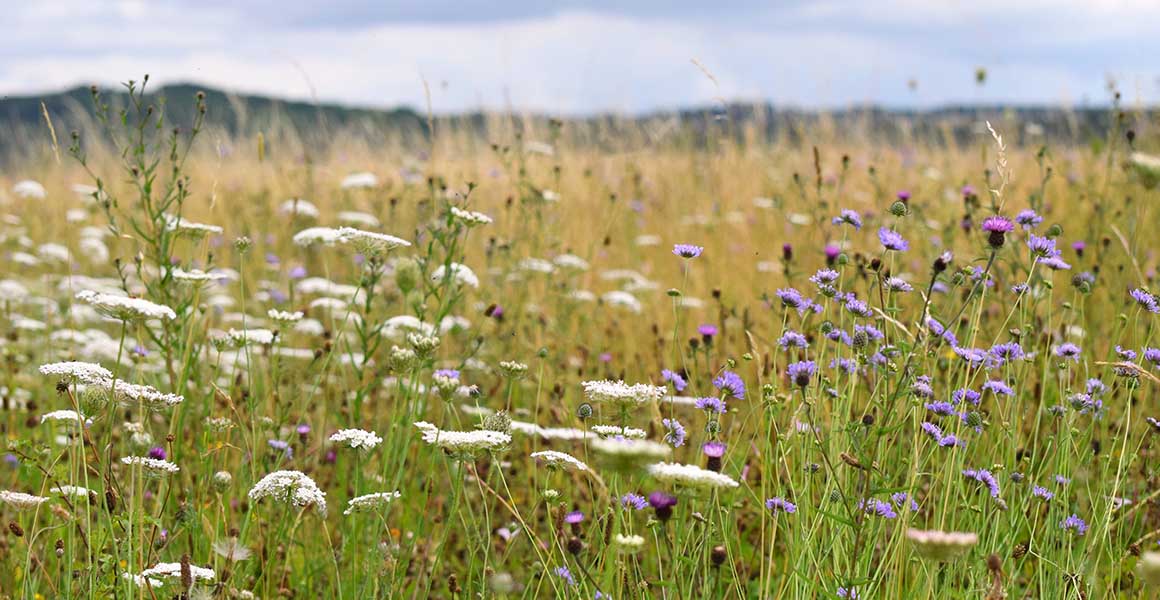 A temperate meadow bursting with white, pink and purple wild flowers. 