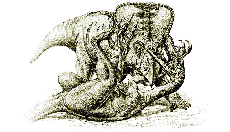 Artist's impression of the fighting dinosaurs