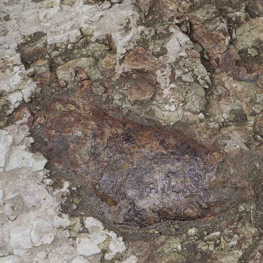 A close up of a piece of fossil bone still within the rock.