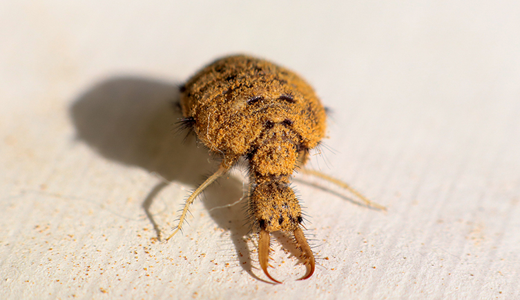 An antlion larvae on a beige surface