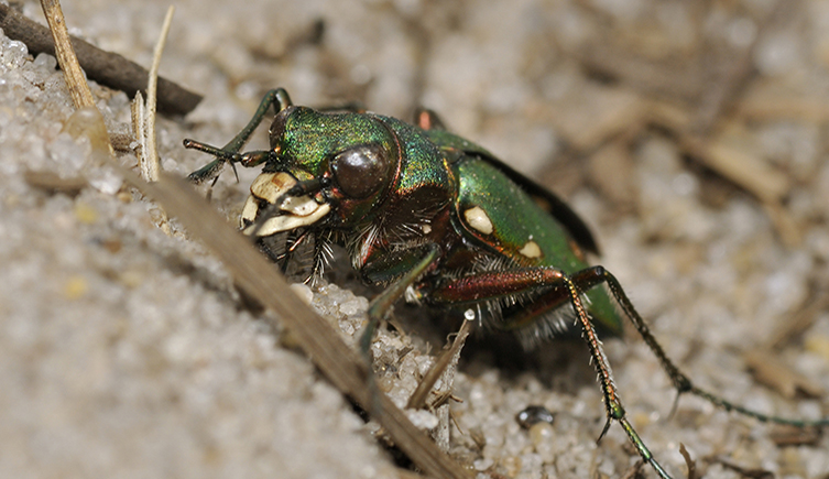 A green tiger beetle crawls across some sand