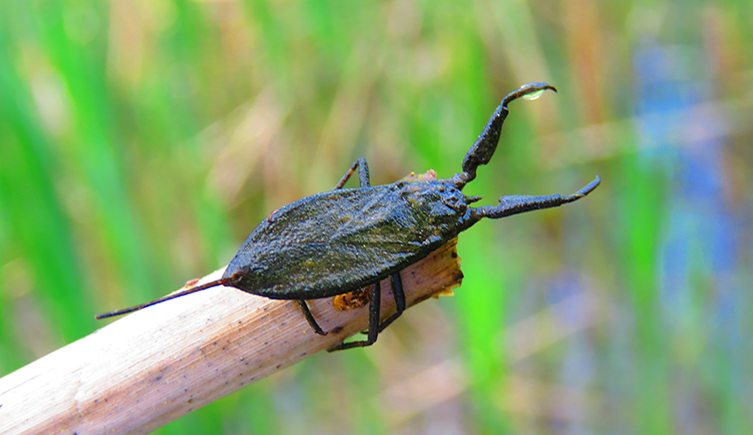 A black water scorpion holds onto a twig above some green reeds of a pond