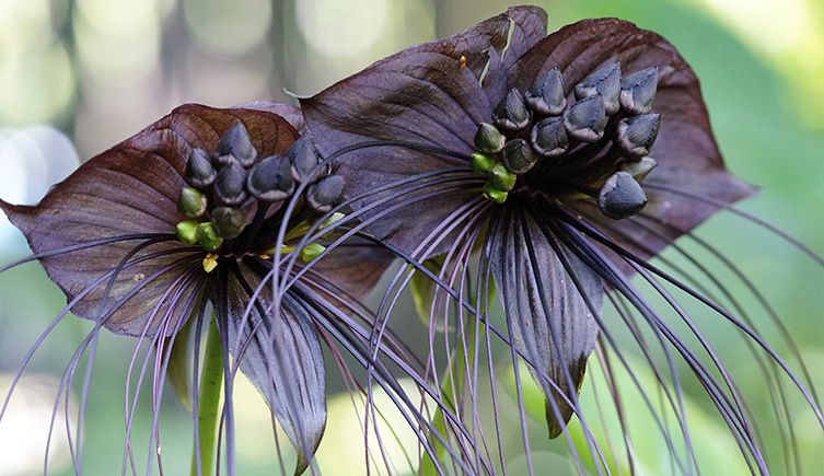 A black bat flower with long 'whiskers'