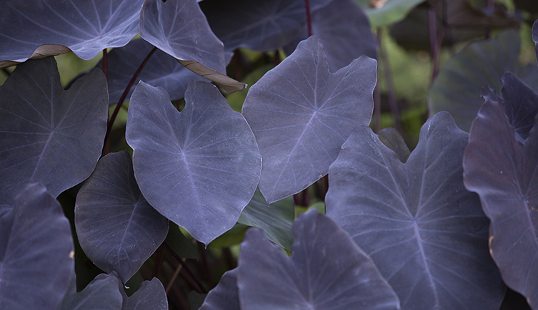 Dark leaves of a 'black magic' taro plant