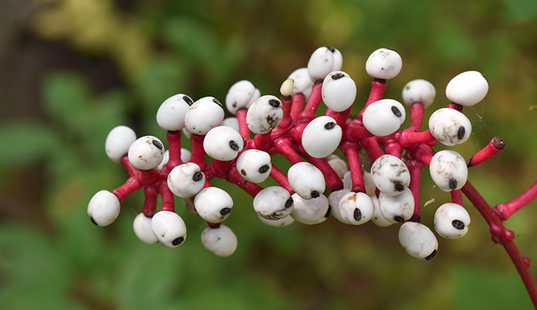 A cluster of white, eye-like berries on red stalks