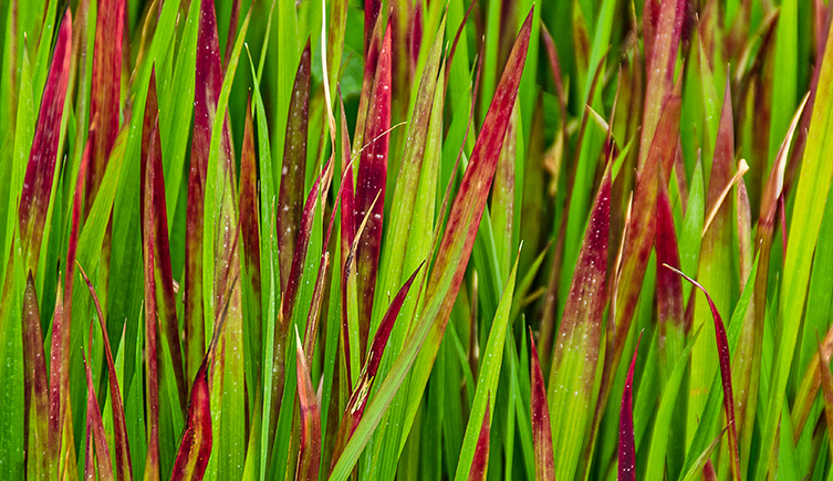 Green blades of grass with blood-red tips