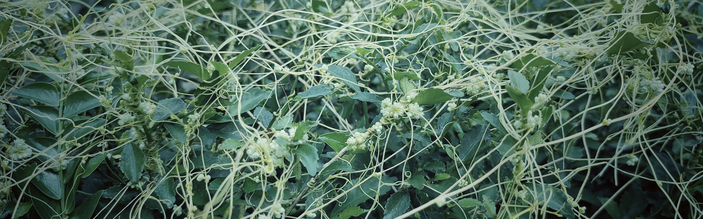 Thin Cuscata vines wrapped around another plant