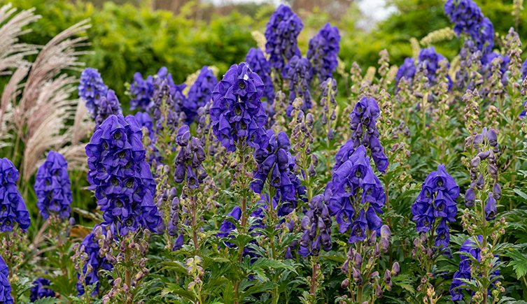 Dark blue-purple wolf’s bane flowers