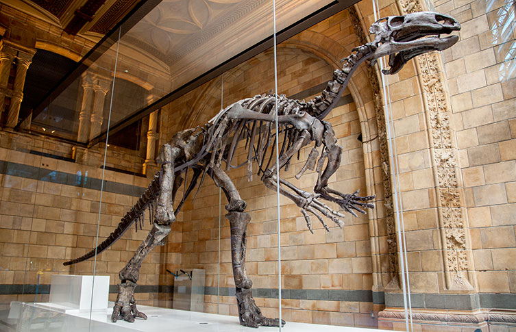 The Museum's Mantellisaurus skeleton in Hintze Hall